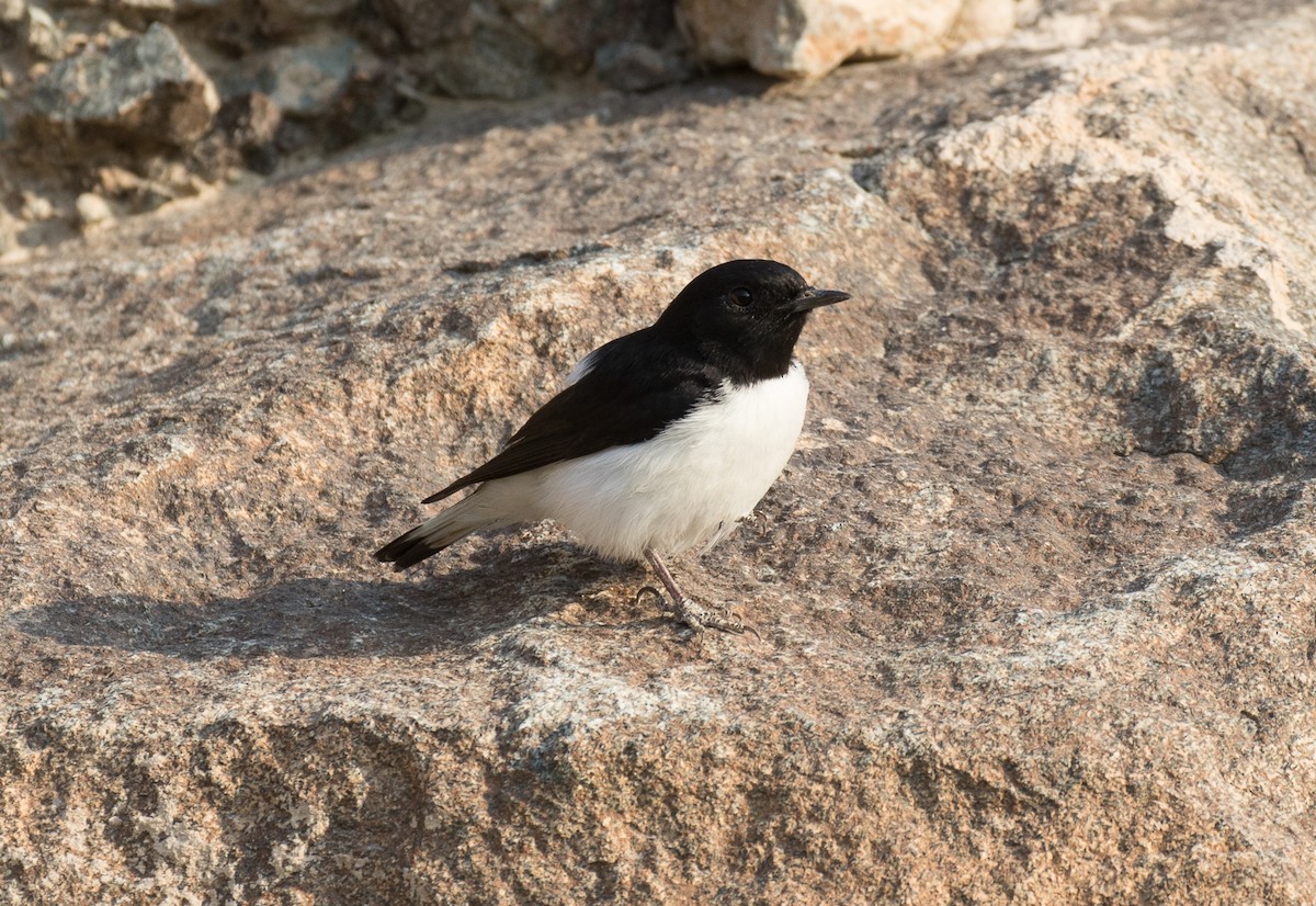 Hume's Wheatear - ML610641745