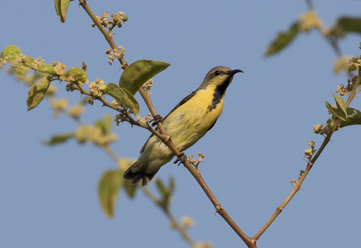 Purple Sunbird - ML610641750