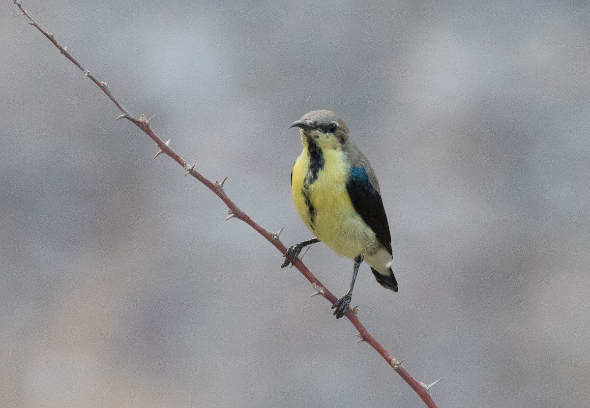 Purple Sunbird - Simon Best