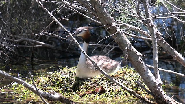 Great Crested Grebe - ML610641771