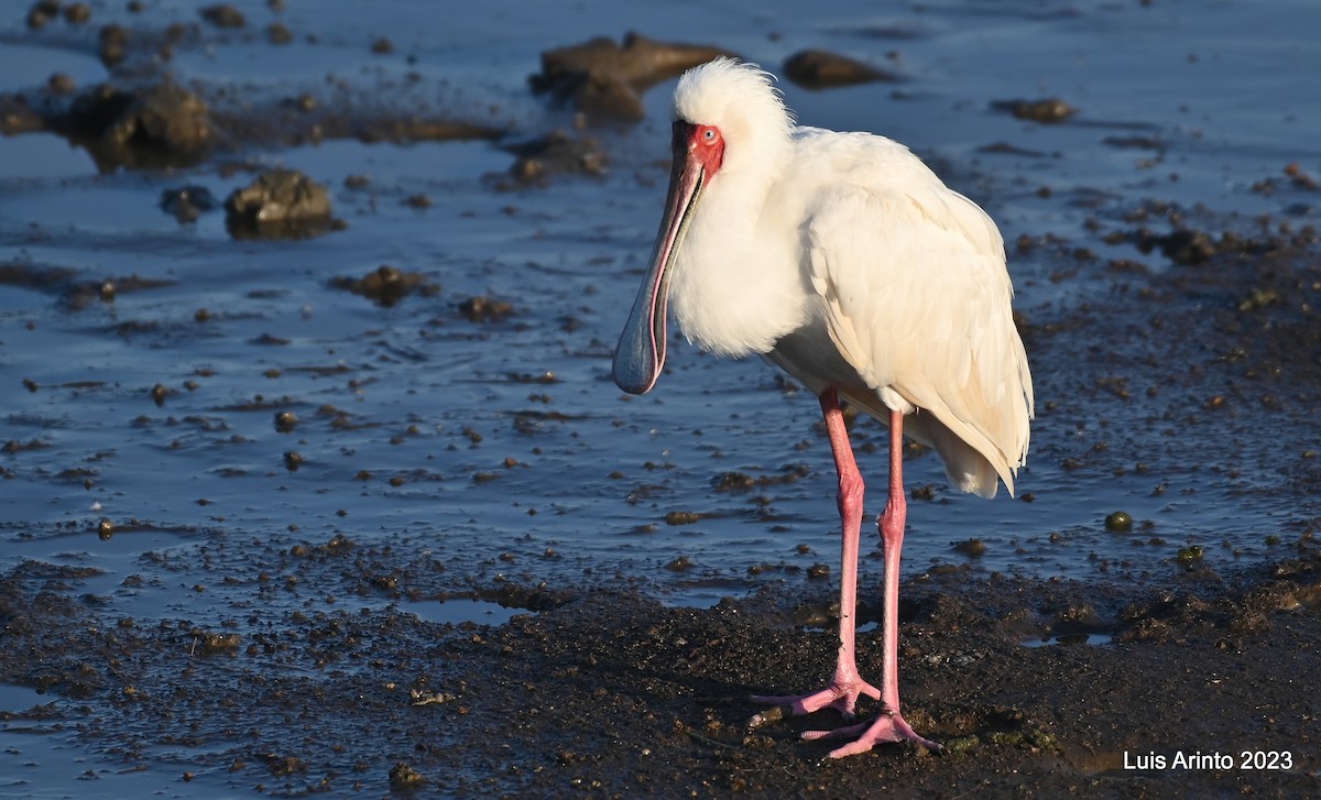 African Spoonbill - ML610641796