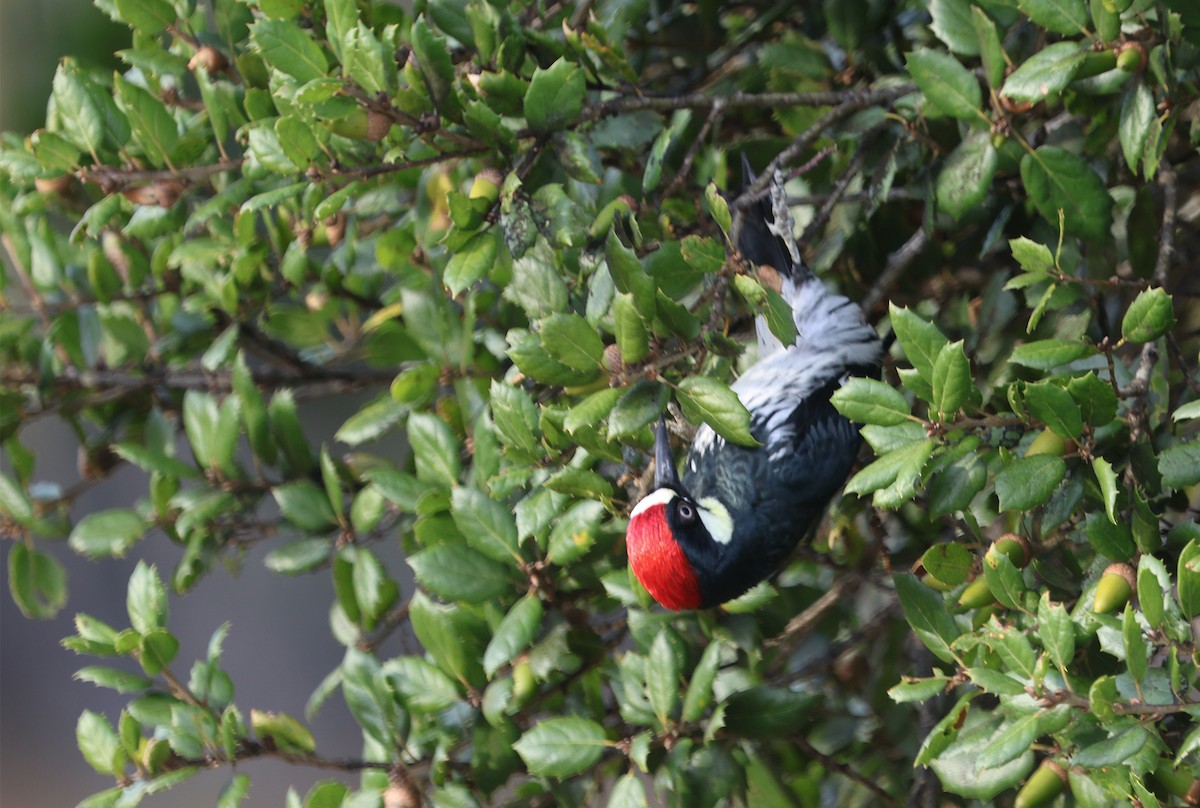 Acorn Woodpecker - ML610641896