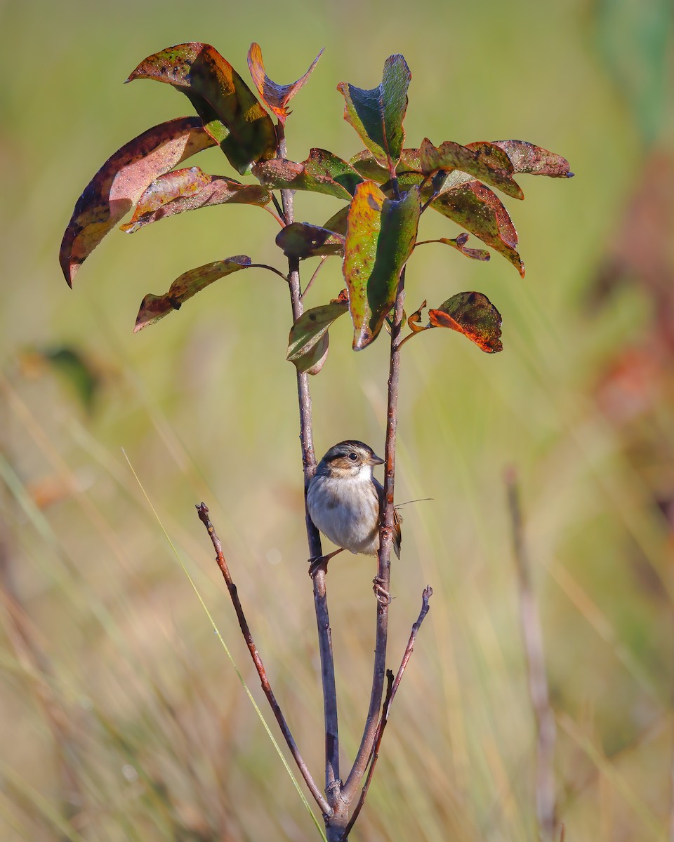 Swamp Sparrow - ML610641960