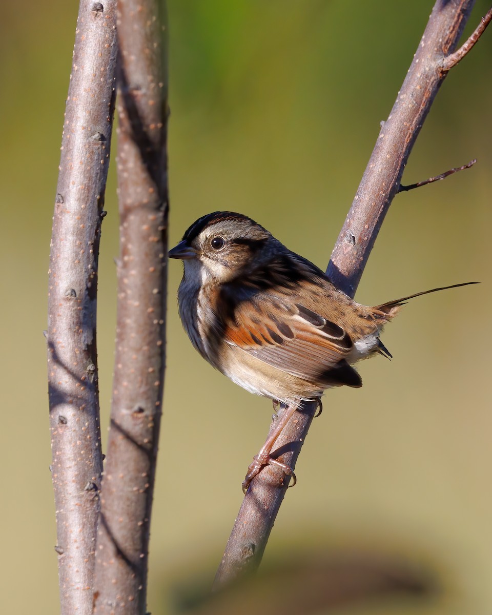 Swamp Sparrow - ML610641969