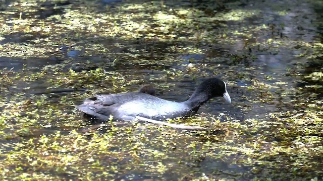 Eurasian Coot - ML610642023