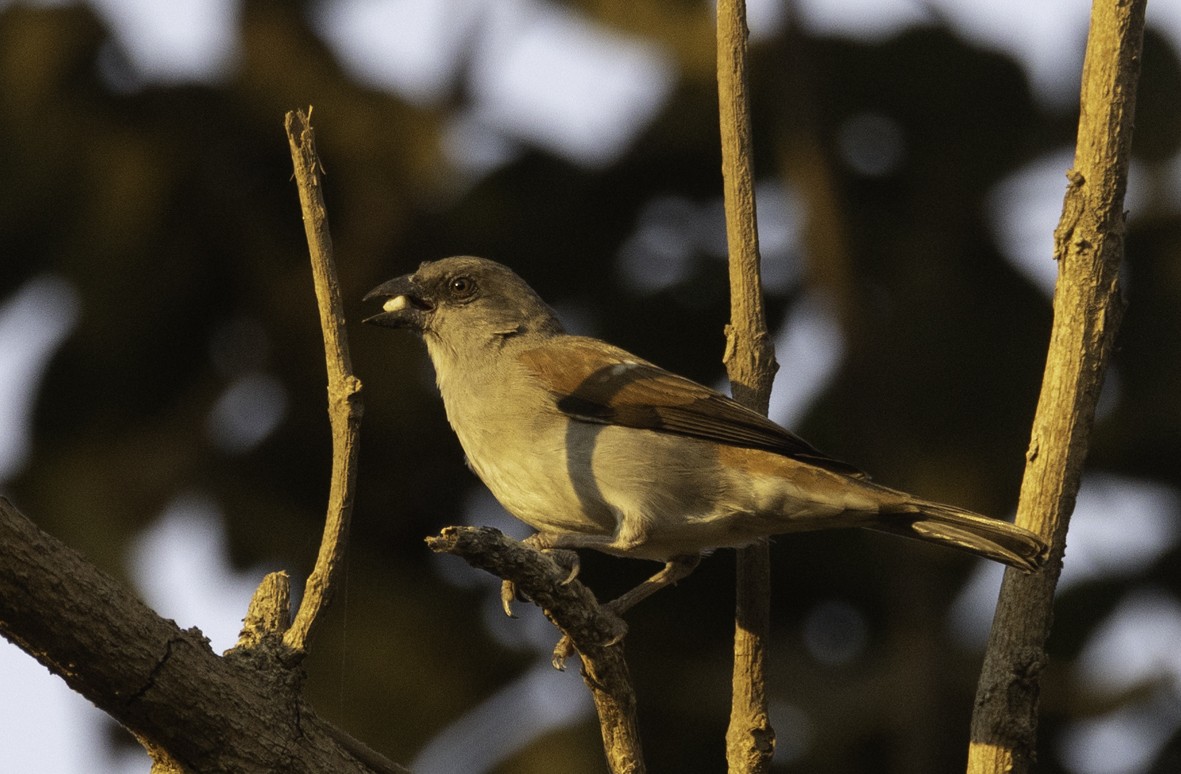 Southern Gray-headed Sparrow - Sergio Rivero Beneitez