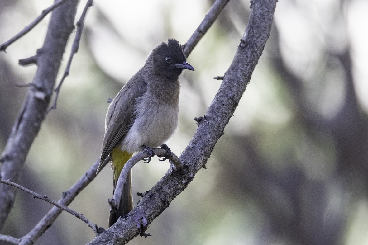 bulbul zahradní - ML610642078