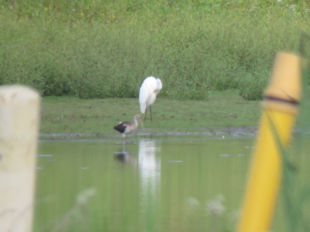 White Ibis - ML610642107