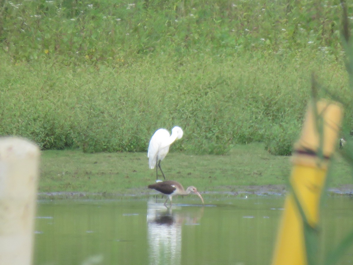 White Ibis - ML610642108