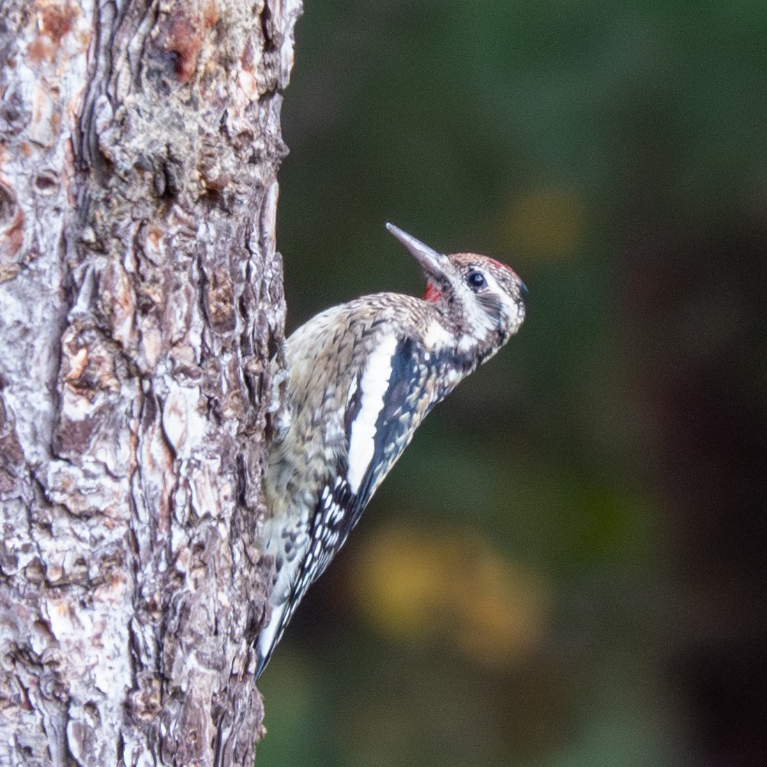 Yellow-bellied Sapsucker - ML610642150