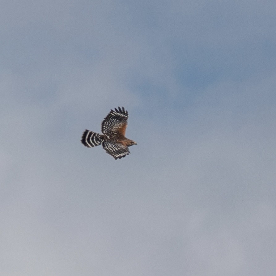 Red-shouldered Hawk - ML610642154