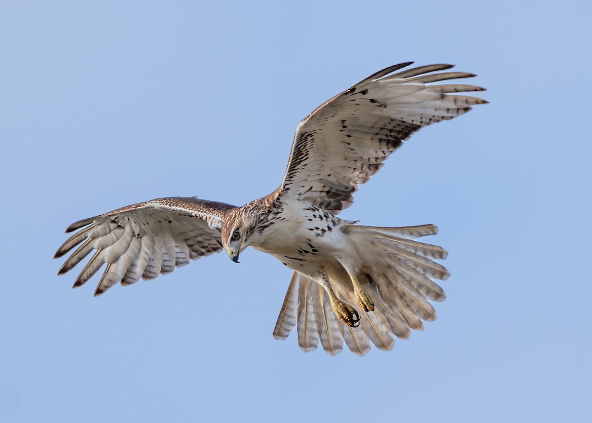 Red-tailed Hawk - ML610642168