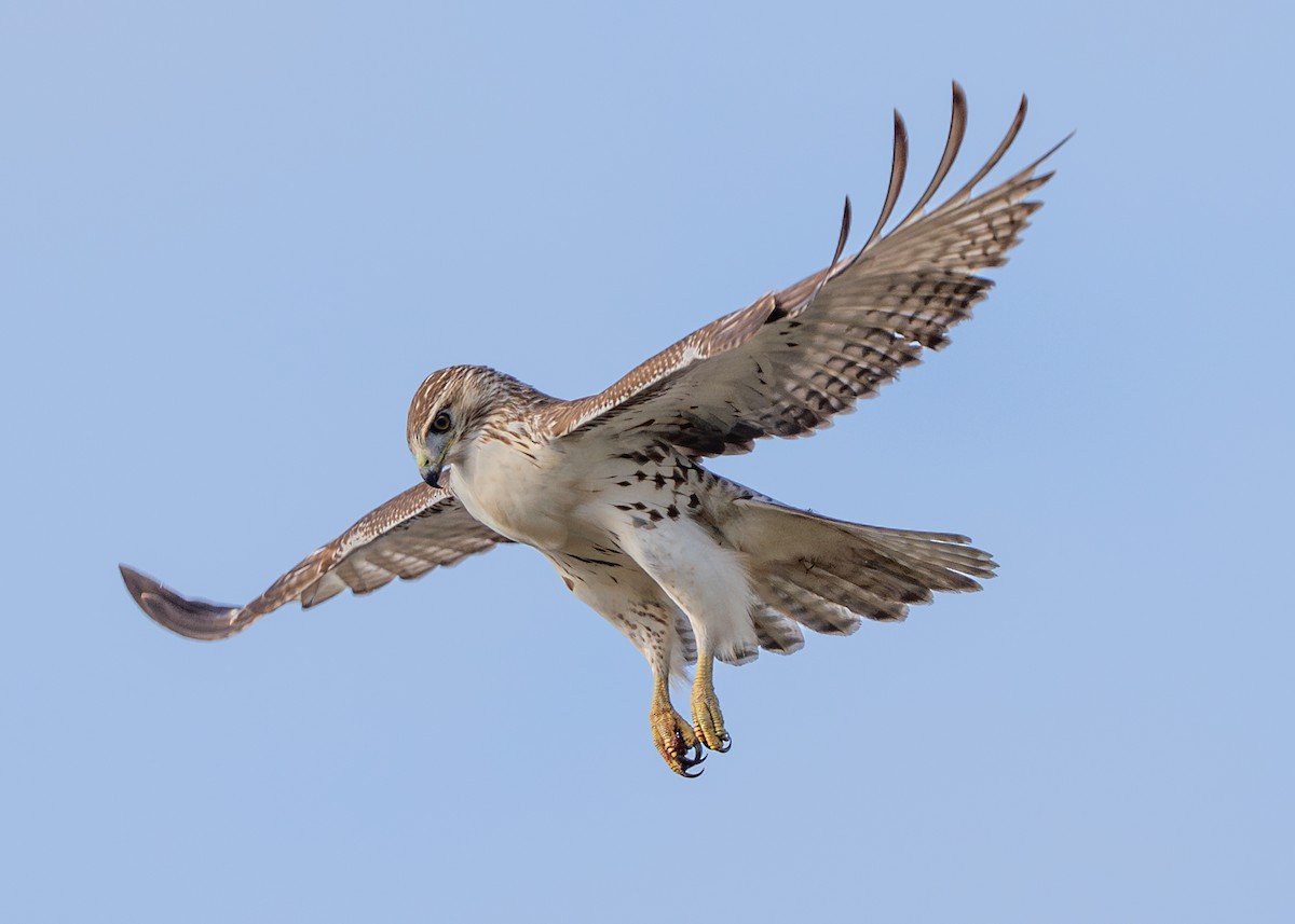 Red-tailed Hawk - ML610642169