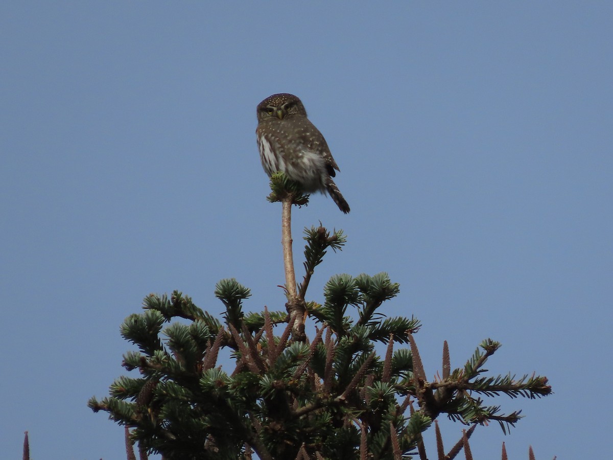 Northern Pygmy-Owl - ML610642174
