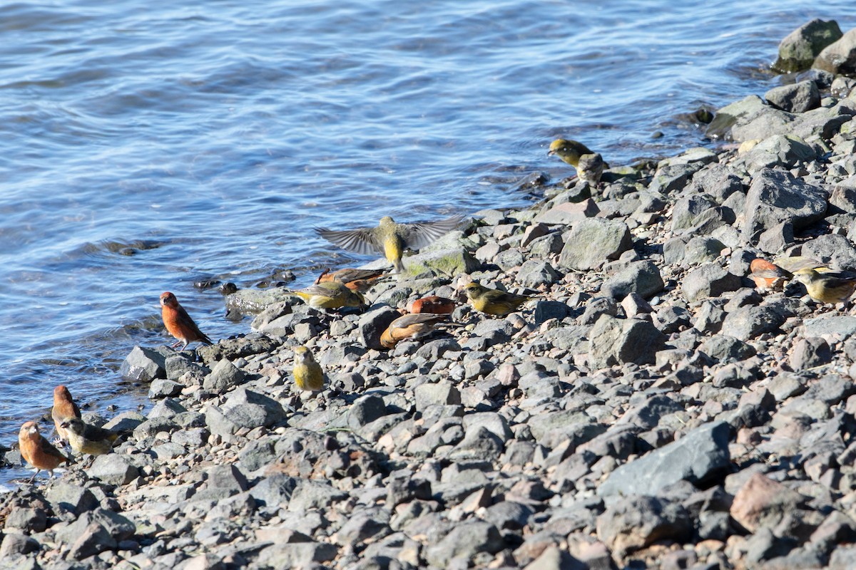 Red Crossbill - Wayne Sladek