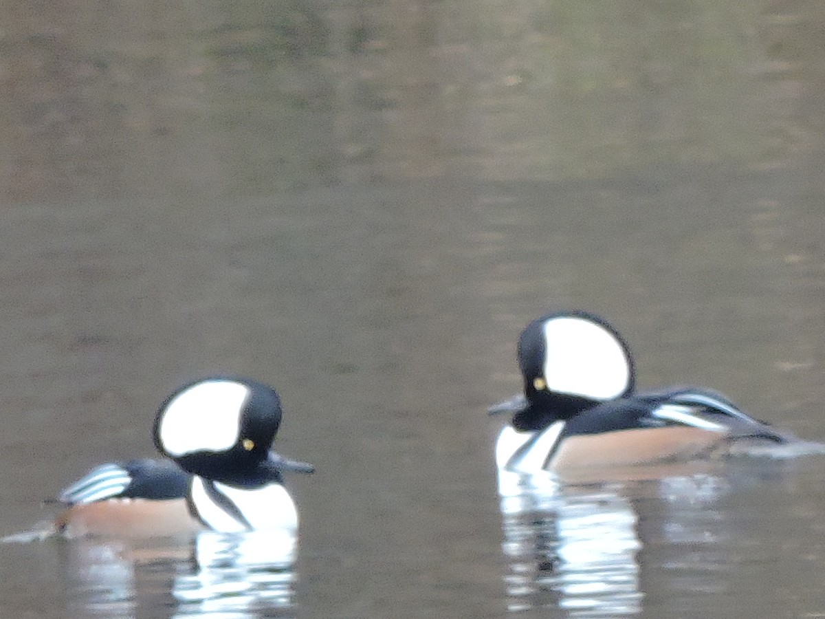 Hooded Merganser - Alan Schned