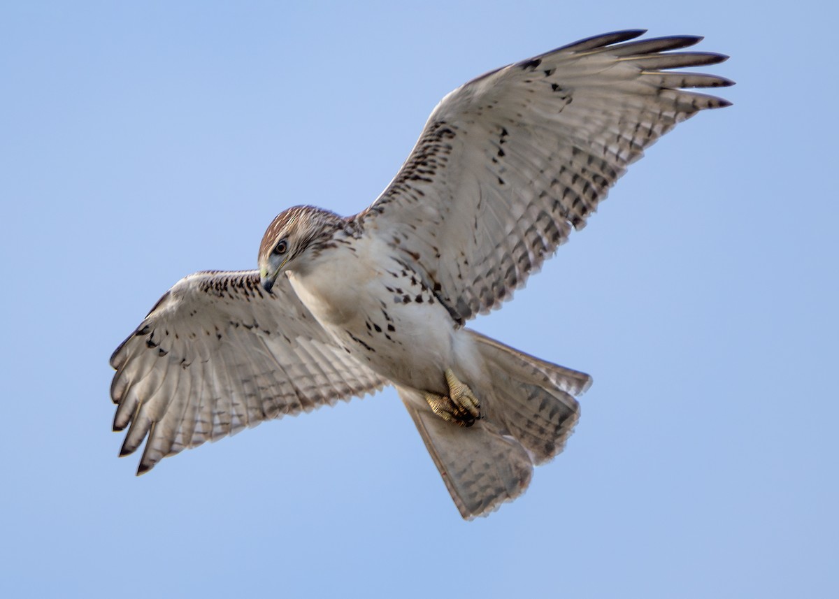 Red-tailed Hawk - ML610642337