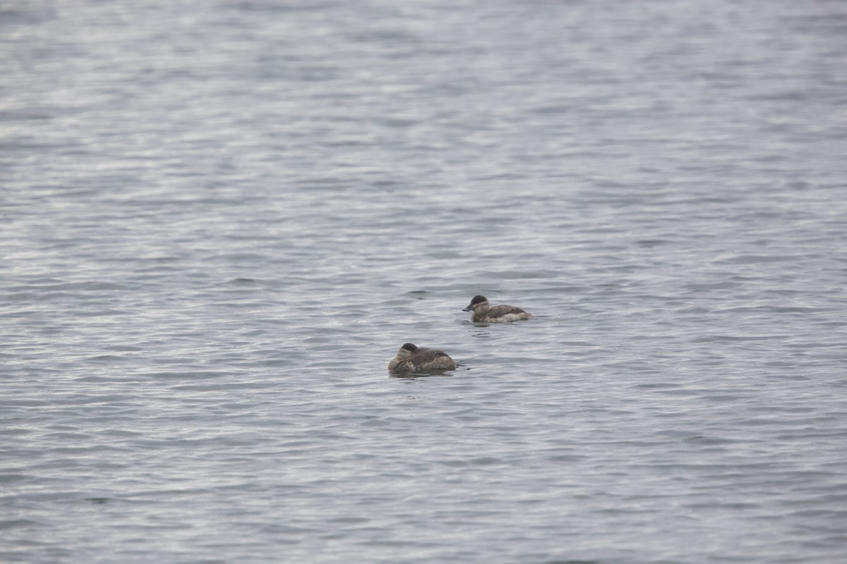 Ruddy Duck - Paul Miller