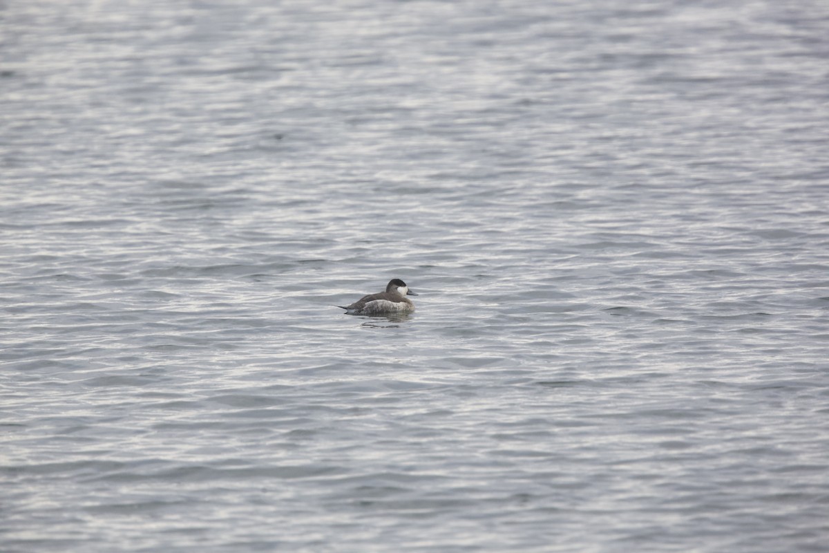 Ruddy Duck - Paul Miller