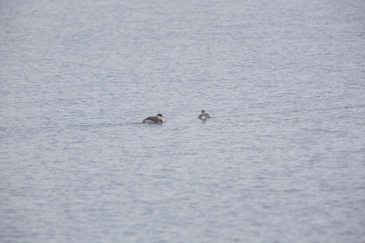 Red-necked Grebe - Paul Miller