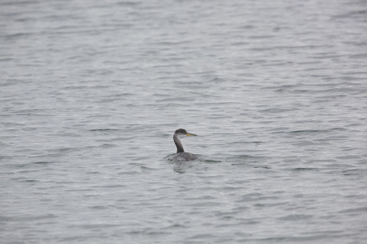 Red-necked Grebe - Paul Miller