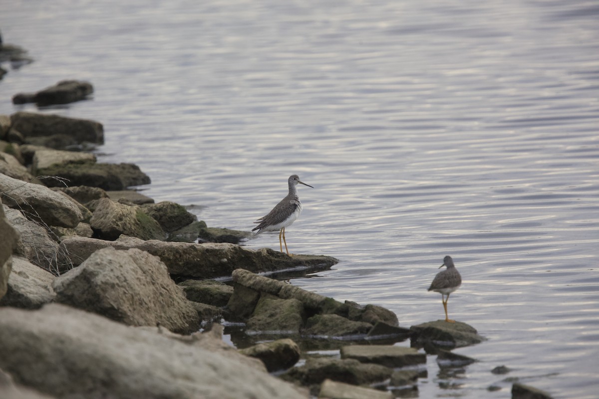 Greater Yellowlegs - ML610642444