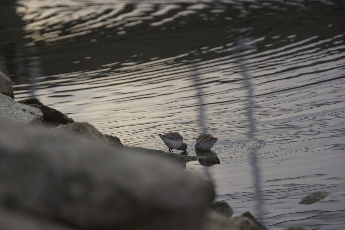 Dunlin - ML610642461