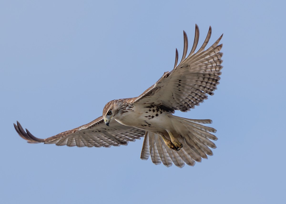 Red-tailed Hawk - ML610642481