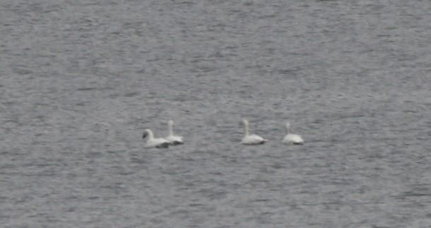 Tundra Swan - ML610642510