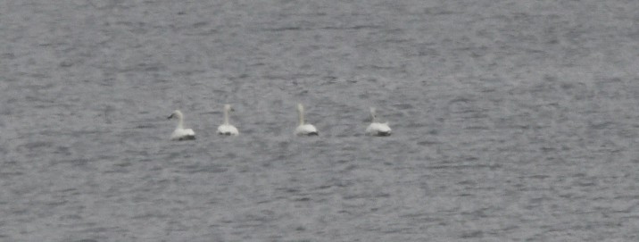 Tundra Swan - ML610642511