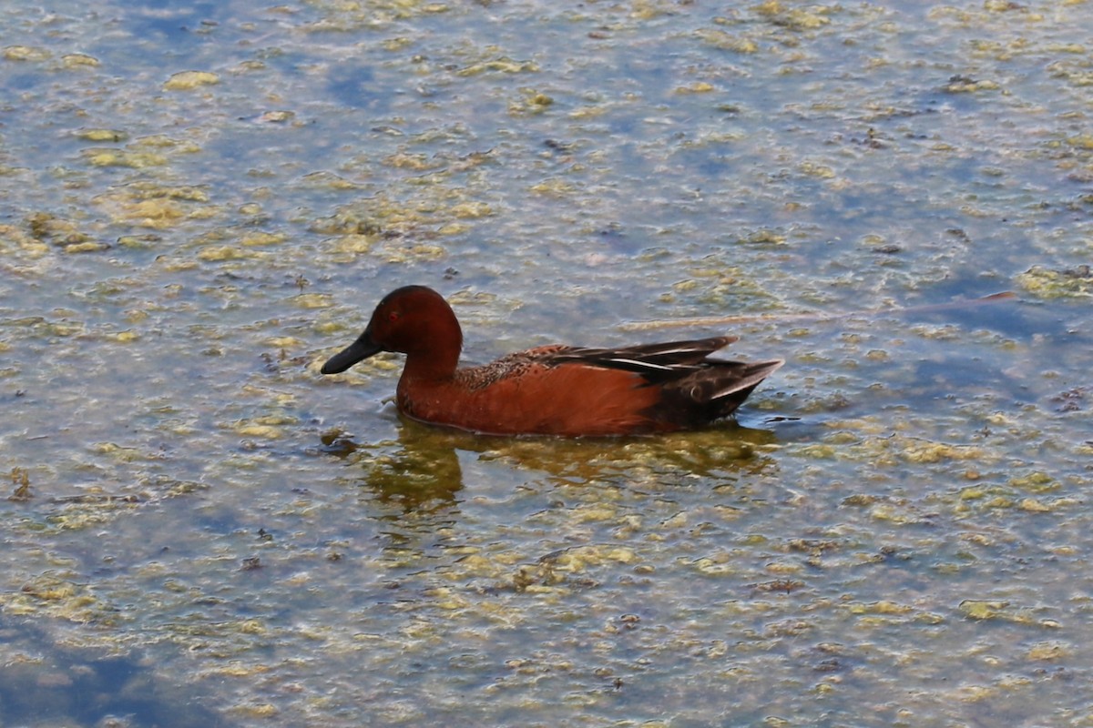 Cinnamon Teal - ML610642549