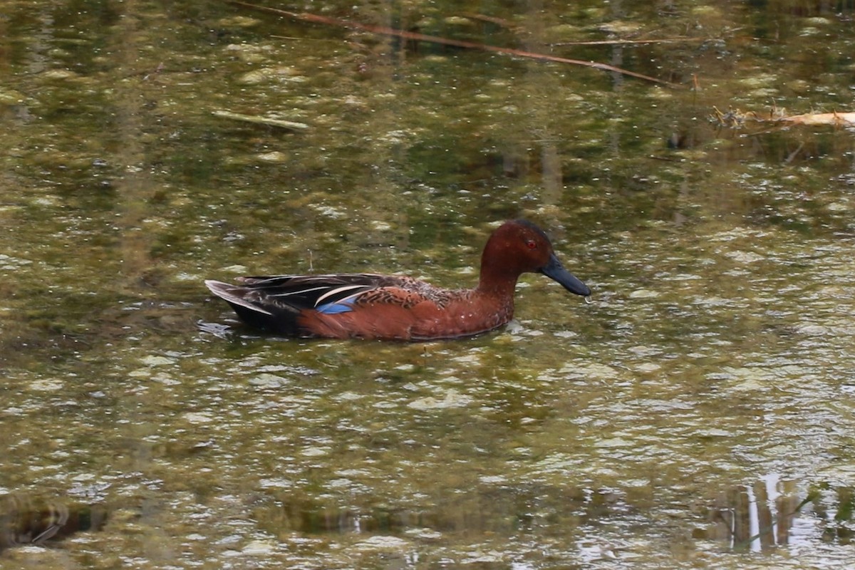 Cinnamon Teal - ML610642552