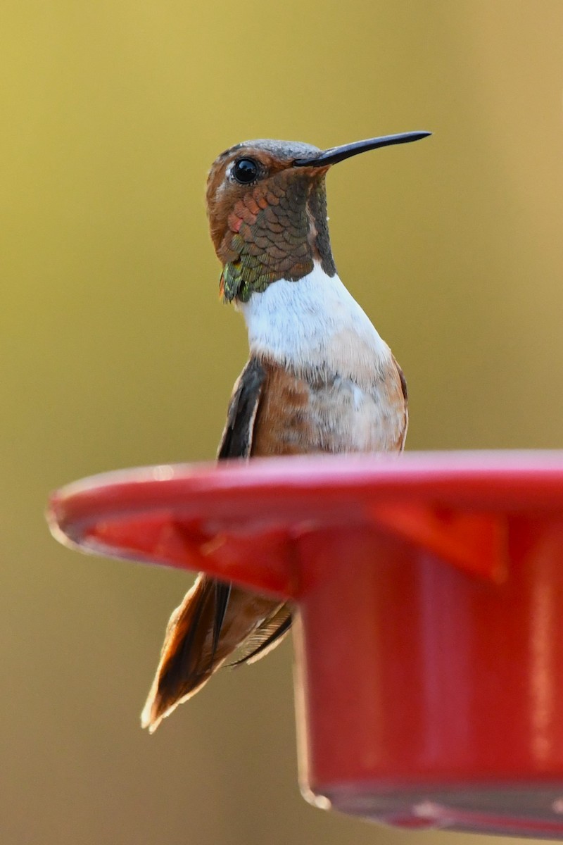 Rufous Hummingbird - ML610642613