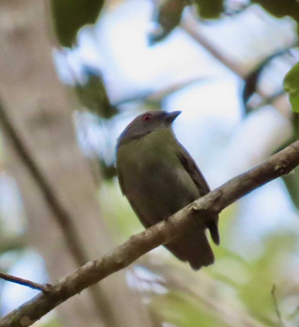 Ak Taçlı Manakin - ML610642615