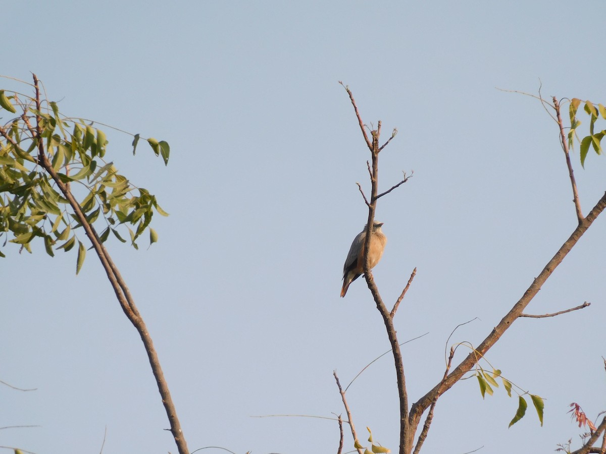 Chestnut-tailed Starling - ML610642648