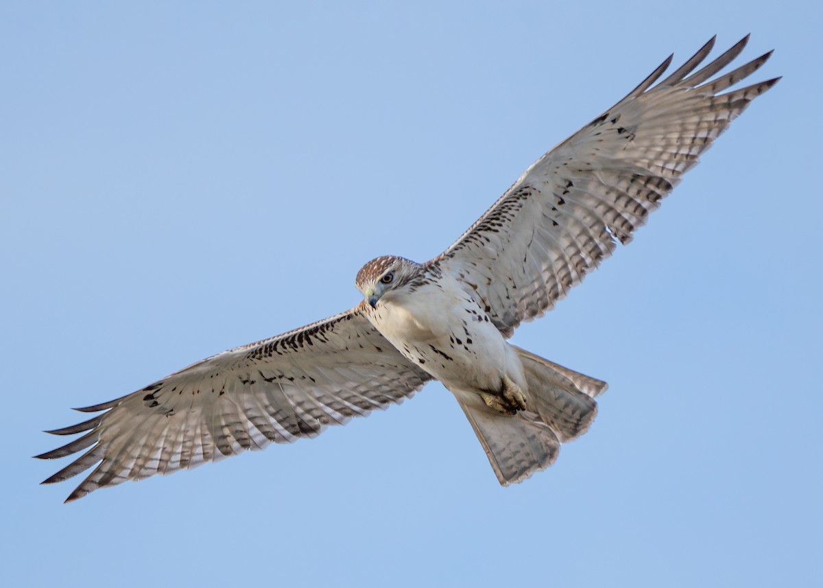 Red-tailed Hawk - ML610642671