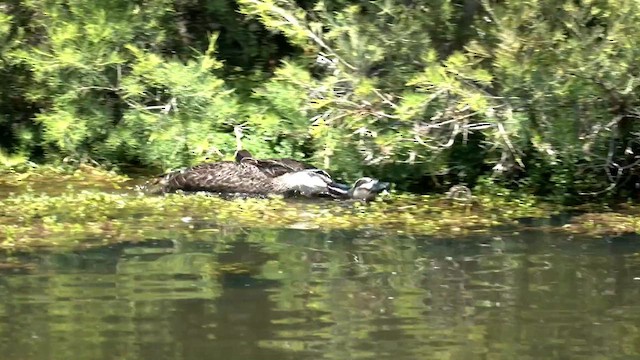 Pacific Black Duck - ML610642701