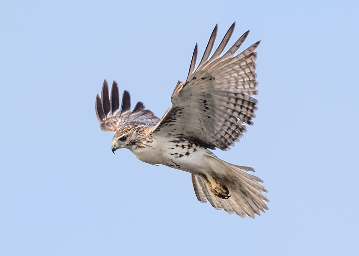 Red-tailed Hawk - ML610642782