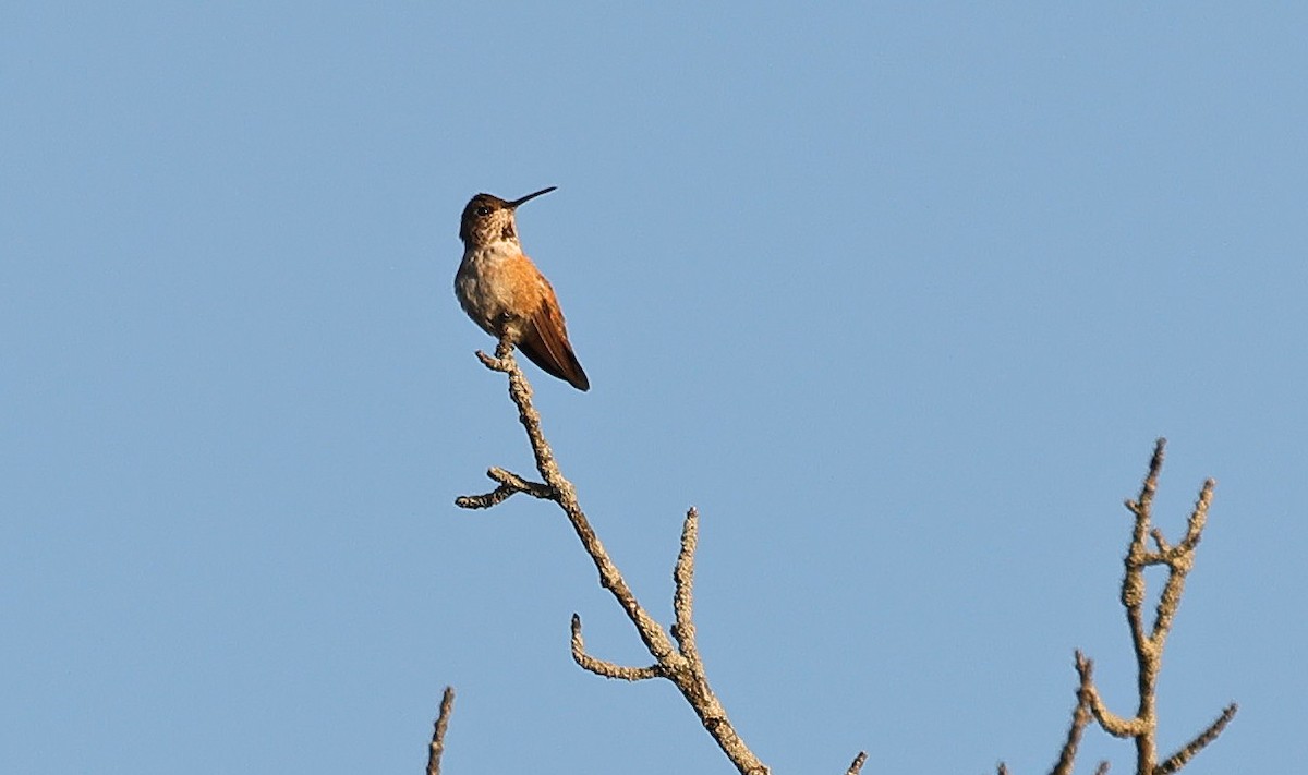 Rufous/Allen's Hummingbird - ML610642819