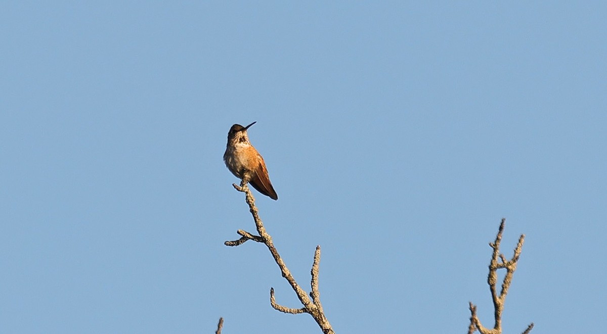 Rufous/Allen's Hummingbird - ML610642820