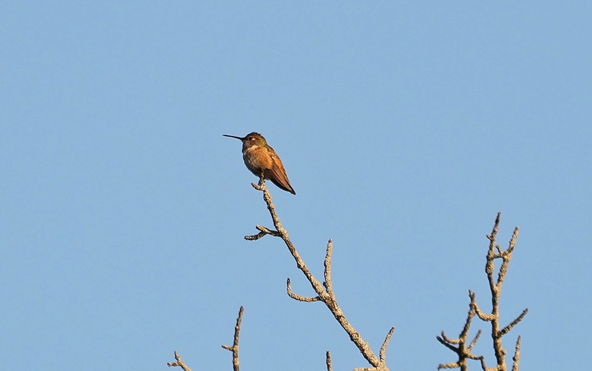 Rufous/Allen's Hummingbird - ML610642821