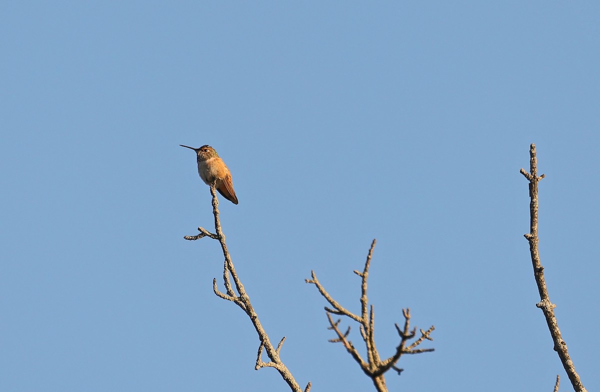 Rufous/Allen's Hummingbird - ML610642822