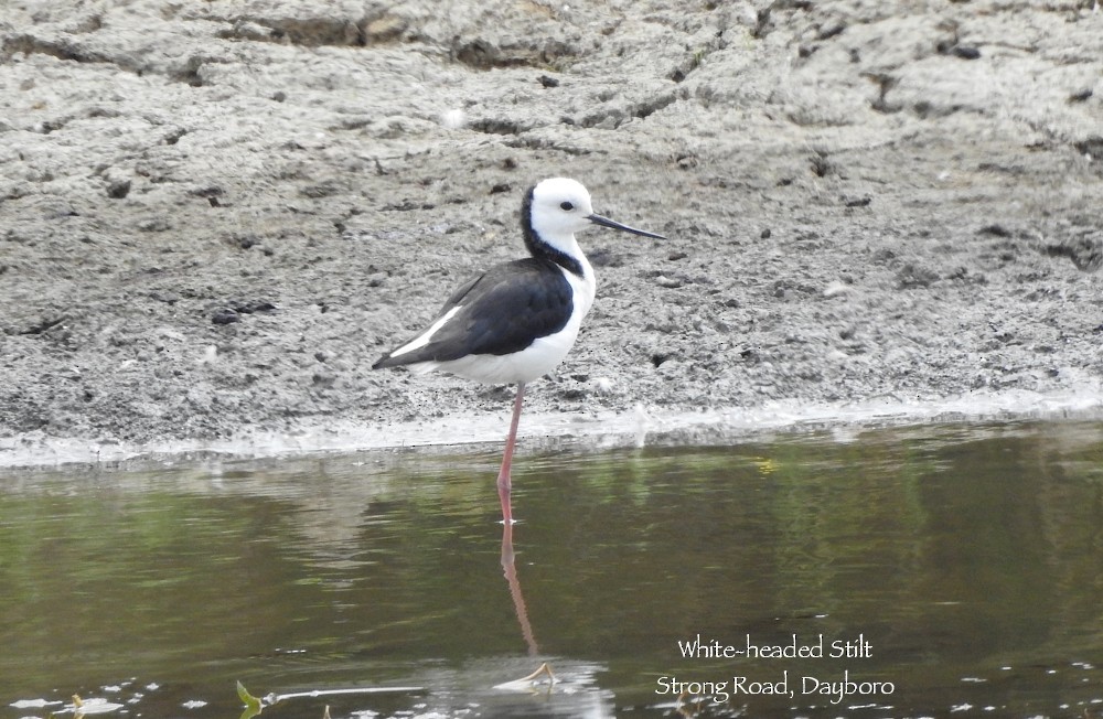 Pied Stilt - ML610642855