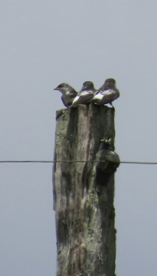 White-winged Swallow - ML610642885