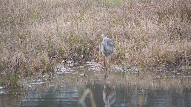 Great Blue Heron - ML610642895