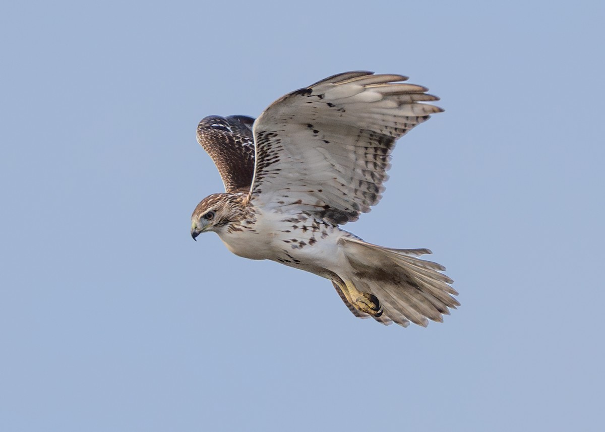 Red-tailed Hawk - ML610642906