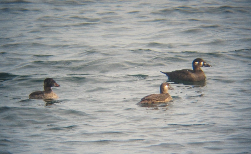 Surf Scoter - ML610642916