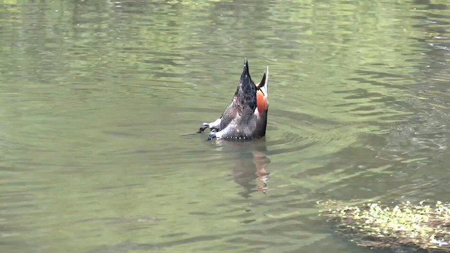 Australian Shelduck - ML610642917