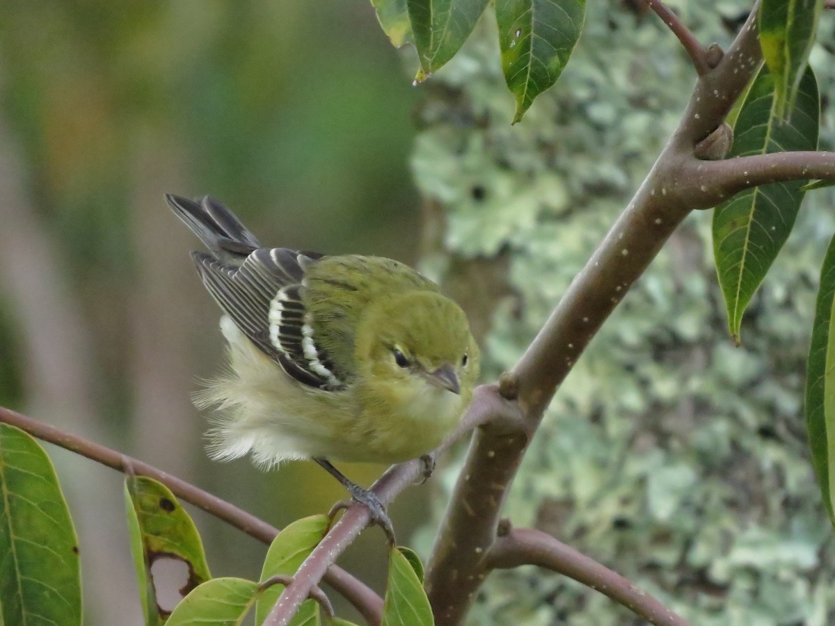 Bay-breasted Warbler - ML610643080