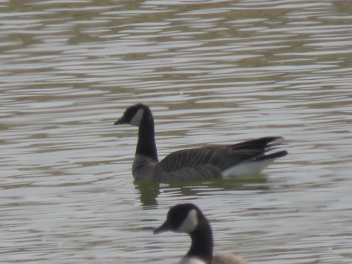 Cackling Goose - ML610643115